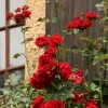 2007-05-27_022.jpg