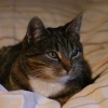 Cover for Katzen