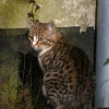 Cover for Katzen