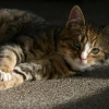 Cover for Katzen