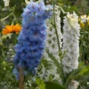 IMG_4291.jpg