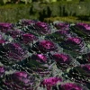 IMG_1041.jpg