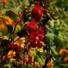 IMG_1043.jpg