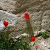 IMG_0266.jpg