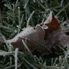 2008-01-02_004.jpg