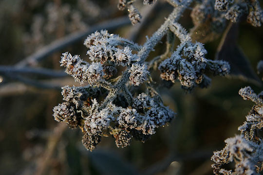 2008-01-02_071.jpg