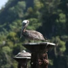 IMG_7268.JPG