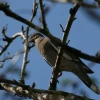 IMG_7340.JPG