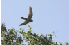 Vögel