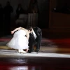 Anna Cappelini & Luca Lanotte