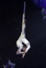 Debbie Park and her Aerial Experience Angels